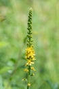 Sticklewort agrimonia eupatoria plant