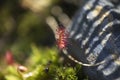 close-up of sticky hairs, carnivorous plant in natural environment of sundew marsh, prince-rupert bc Royalty Free Stock Photo