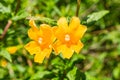 Close up of Sticky Monkey Flowers Diplacus aurantiacus, California