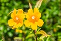 Close up of Sticky Monkey Flowers Diplacus aurantiacus, California