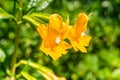 Close up of Sticky Monkey Flowers Diplacus aurantiacus, California