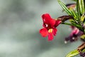 Close up of Sticky Monkey Flowers Diplacus puniceus wildflower blooming in East San Francisco bay area, California