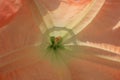 Close up of an Angel`s Trumpet Flower Royalty Free Stock Photo