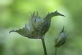 still closed flower of a cabbage thistle Royalty Free Stock Photo