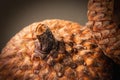 Close up still life of acorn caps in autumn in Pennsylvania Royalty Free Stock Photo