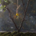 Close up, still life concept, yellow flower hanging from a tree on a hanging loop. Suicide concept. On an abstract natural Royalty Free Stock Photo