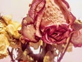 Close-up of still life of roses in vase illustration Royalty Free Stock Photo