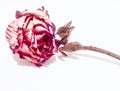 Close-up of still life of roses in vase illustration Royalty Free Stock Photo