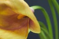 Closeup Still life of yellow-orange calla lilie in a glass vase on a dark background, selective focus Royalty Free Stock Photo