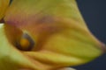 Closeup Still life of yellow-orange calla lilie in a glass vase on a dark background, selective focus Royalty Free Stock Photo