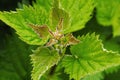 Close up of the leaves of a Stinging Nettle