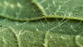 Close up of of stinging nettle leaf - trichome hairs or spicules Royalty Free Stock Photo