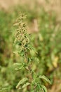 Close up of stinging nettle on a meadow