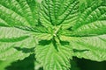 Close up of a stinging nettle