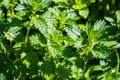 Close up of Stinging Nettle Urtica dioica