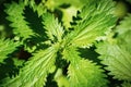 Close up of Stinging Nettle Urtica dioica growing on a meadow, San Francisco Bay Area, California