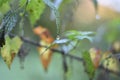 Stinging nettle (Urtica) with a raindrop