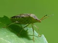 Stink Bug On A Leaf