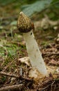 close up of stink horn fungi