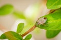 Close up of stinky bug on green leaf