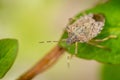 Close up of stinky bug on green leaf Royalty Free Stock Photo