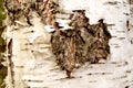 Close up stock photo of birch (betula) bark