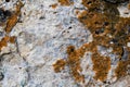 Close-up of stone covered by lichen Royalty Free Stock Photo