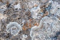 Close-up of stone covered by lichen Royalty Free Stock Photo