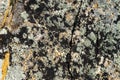 Moss and lichen grow on a stone. Macro. background of Lichen Moss stone. Royalty Free Stock Photo