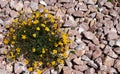 Close-up in the stone garden with gravel from red granite and yello flowers Royalty Free Stock Photo