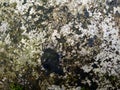 close up of stone texture overgrown with some moss