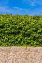 Evergreen ivy, stone wall and blue sunny sky, garden background Royalty Free Stock Photo