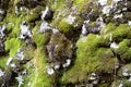 Close up of a a stone wall part full of moss in Madeira island forest, Portugal Royalty Free Stock Photo