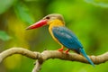 Close up of Stork-billed Kingfisher Royalty Free Stock Photo