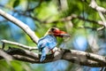 Stork-billed Kingfisher Pelargopsis capensis perching on wood branch Royalty Free Stock Photo