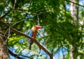 Stork-billed Kingfisher Pelargopsis capensis perching on wood branch Royalty Free Stock Photo