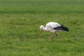 Close up of a Stork, Ciconia ciconia, foraging in a green meadow, walking with a bird ring around its leg Royalty Free Stock Photo