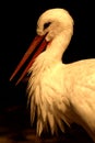 Close up of a stork / Ciconiidae