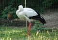 A standing stork Royalty Free Stock Photo