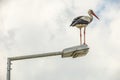 Stork on street lamp in nature and cloudy weather