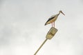 Stork on street lamp in nature and cloudy weather