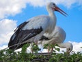 Close up of storks on a nest of twigs