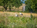 Close up of storks standing in a meadow