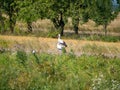 Close up of storks standing in a meadow