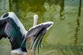 Close up with storks on the waterfront - Stork with open wings