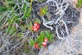 Lingonberries and dry branches at the sea coast in Torget island in Nordland, Norway