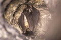 Close up strange animal Greater mouse-eared bat Myotis myotis hanging upside down in the hole of the cave and hibernating. Royalty Free Stock Photo