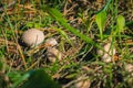 Close up of a strange mushrooms on wild forest background with grass, moss and sticks Royalty Free Stock Photo