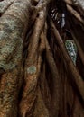 Close up of Strangler Fig Royalty Free Stock Photo