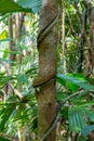 Close-Up of Strangler Fig Tree Embracing and Cutting in Tree Trunk in Rainforest, Queensland, Australia Royalty Free Stock Photo